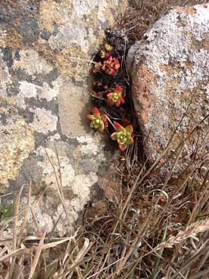 Succulents growing in the crevice of a rock at Fort Ross, California
