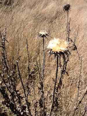 Dried out dead thistles at Fort Ross, CA