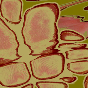 Fingerprints used to created Kristin Doner's Abstract Digital Art