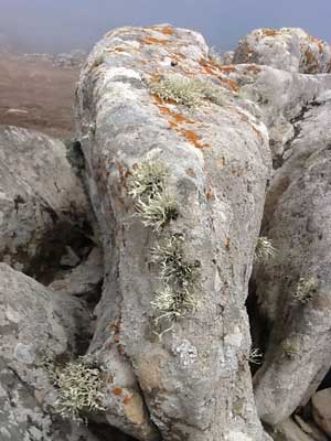 Lichen on a rock at Fort Ross, California